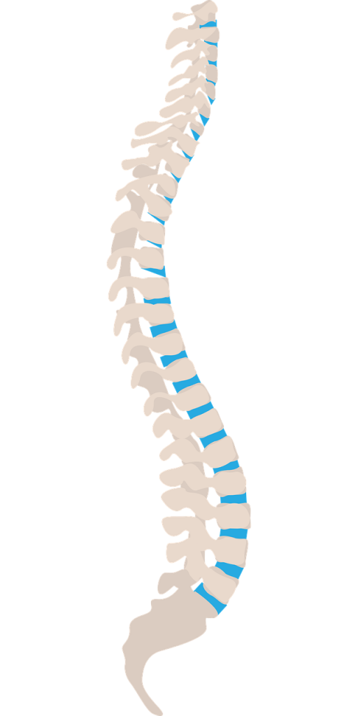 spine, spine side, health